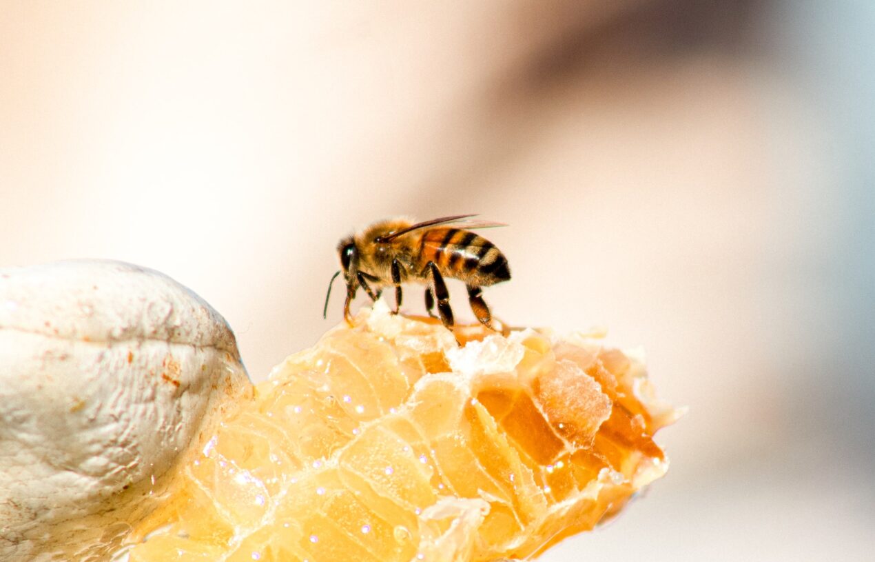 The truth about bees: reasons of disappearance and solutions