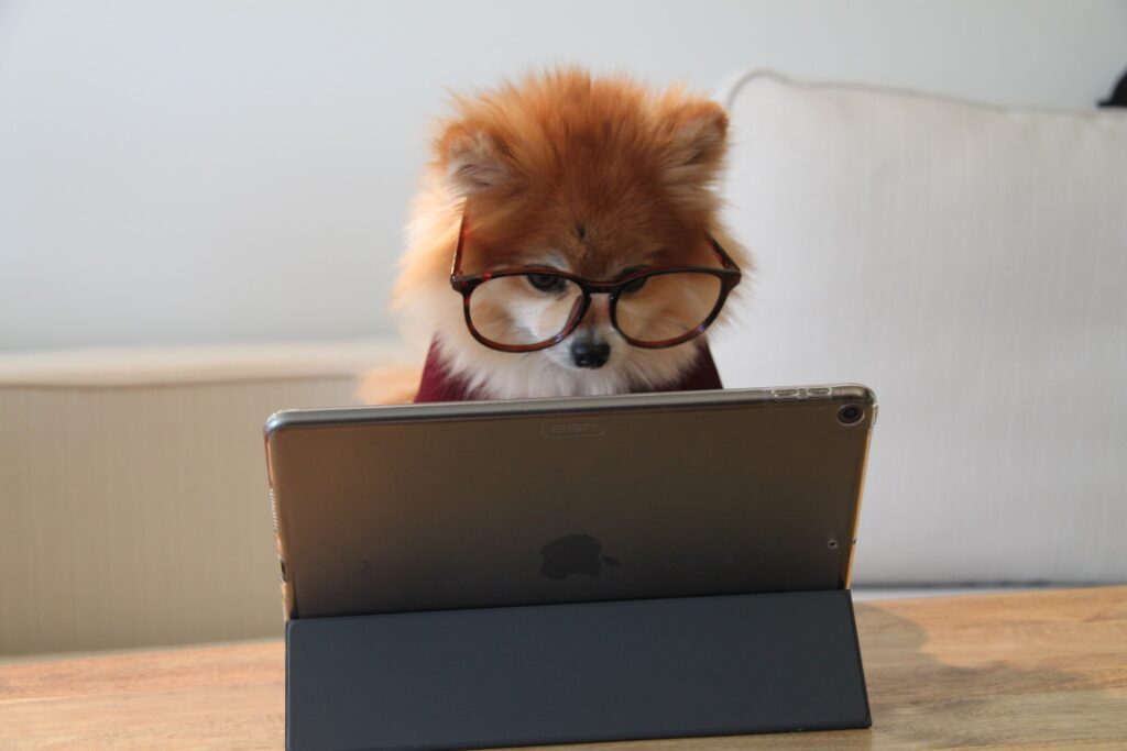 Poza de Cookie the Pom de la Unsplash